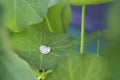 Single dew drop on Indian cress, Tropaeolum majus.