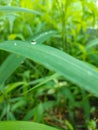 Serene dewdrop resting on a vibrant green blade of grass Royalty Free Stock Photo