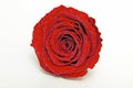 Single diamond dust red rose preserved isolated