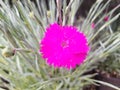 A Single Dianthus Neon Star Flower