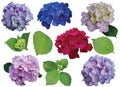 Single different hydrangea  flowers on white background Royalty Free Stock Photo