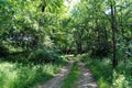 single dirt road path leading into a dense wooded forest