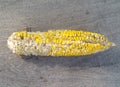 Single dirty corn was gnawed with fly was dumped on wooden floor