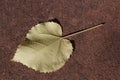 A single discarded leaf on the cement ground