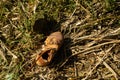 A single discarded shoe on the ground