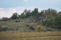 Wild horse on a meadow Royalty Free Stock Photo