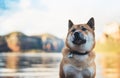 Single dog close up walk on background landscape copy space, red shiba inu sits leisure on lake, hiker sad pet travel on nature