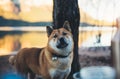 Single dog close up walk on background landscape, tourist red shiba inu leisure on lake, hiker sad pet travel on nature, vacation