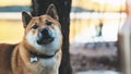 Single dog close up walk on background landscape, tourist red shiba inu leisure on lake, hiker sad pet travel on nature, vacation