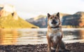 Single dog close up walk sits on background mount landscape, tourist red shiba inu leisure on lake, pet travel on nature