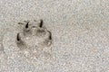 Single Dog Paw Print In Sand