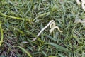 A single dog roundworm, or Toxocara canis, on the grass crawling away from a puppy`s vomit. Pet health and deworming concept Royalty Free Stock Photo