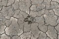 A single dog`s footprint on the cracked ground Royalty Free Stock Photo