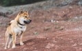 Single dog smile close up walk on background landscape, tourist red shiba inu leisure on lake, hiker sad pet travel on nature