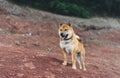 Single dog smile close up walk on background landscape, tourist red shiba inu leisure on lake, hiker sad pet travel on nature