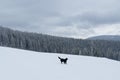 Single dog standing on snowy hill in mountains Royalty Free Stock Photo