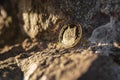 Single Dogecoin coin on a rock outdoor with copy space