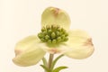 Single Dogwood Blossom