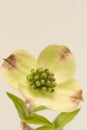 Single Dogwood Blossom Vertical Royalty Free Stock Photo