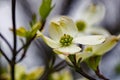 A Single Dogwood Flower - 2 Royalty Free Stock Photo