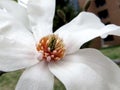 Single Dogwood Flower Closeup Royalty Free Stock Photo