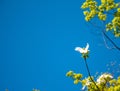 Dogwood flower against a blue sky Royalty Free Stock Photo