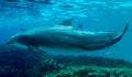 Single Dolphin Swimming