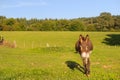 Donkey in the fields