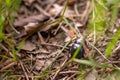 A single dor beetle walking on the ground surrounded by grass and twigs