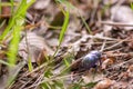 A single dor beetle walking on the ground surrounded by grass and twigs