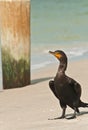 Single double-crested cormorant, seabird suffering from red tide