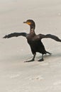 Single double-crested cormorant, seabird at tropical beach