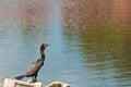 Single double-crested cormorant, standing on a brick