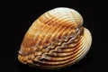 Single double seashell of bivalvia isolated on black background