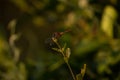 Single dragonfly at natural habitat. Brazilian pantanal. Nature background. Royalty Free Stock Photo