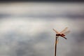 Single dragonfly on reed summer afternoon Royalty Free Stock Photo