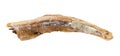Single dried anchovy fish isolated on white Royalty Free Stock Photo