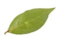 Single dried bay laurel leaf isolated on white background Royalty Free Stock Photo