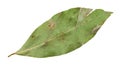 single dried bay leaf isolated on white Royalty Free Stock Photo