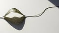 Dried leaf with a smooth texture casts a clear shadow on a white backgroun Royalty Free Stock Photo