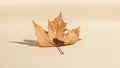 A single dried maple leaf genus Acer is captured on a plain light background Royalty Free Stock Photo