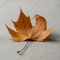 A single dried maple leaf genus Acer rests on a textured fabric surface Royalty Free Stock Photo