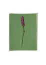 Single dried pressed flowers on blue green background. Wildflower for Botanical wall art. Bohi interior design style.