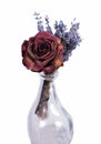 Single dried red rose in empty vase. Royalty Free Stock Photo