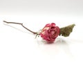 Single Dried Rose