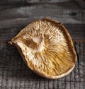 Single dried shiitake mushroom Royalty Free Stock Photo