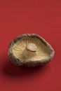 Single dried shiitake mushroom Royalty Free Stock Photo