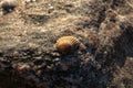 A single dried in sun conch laying on a sea stone