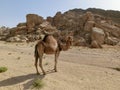 single dromedary in a dessert in Egypt with mountains and a lot of plastic rubbish, sharm el sheikh