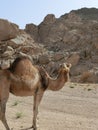 single dromedary in a dessert in Egypt with mountains and a lot of plastic rubbish, sharm el sheikh